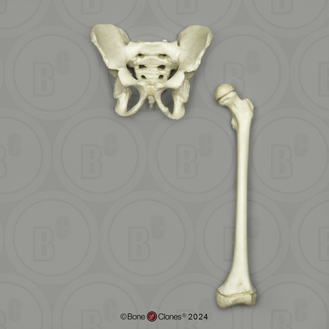 Human Child 6-year-old Pelvis and Femur Set