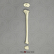 Human Child 6-year-old Tibia