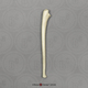 Human Child 6-year-old Ulna