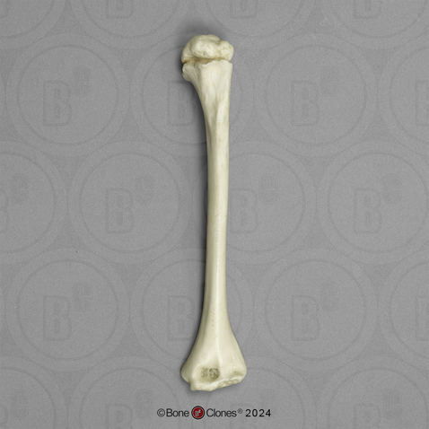 Human Child 6-year-old Humerus, Articulated