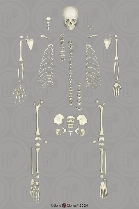 Human 6-year-old Child Skeleton, Disarticulated