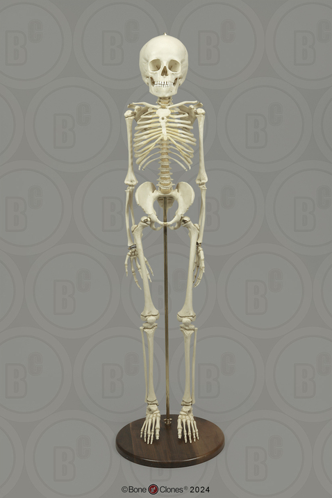 Human 6-year-old Child Skeleton, Articulated