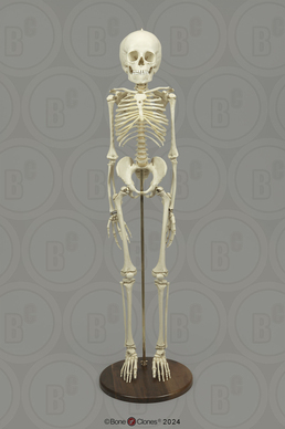 Human 6-year-old Child Skeleton, Articulated