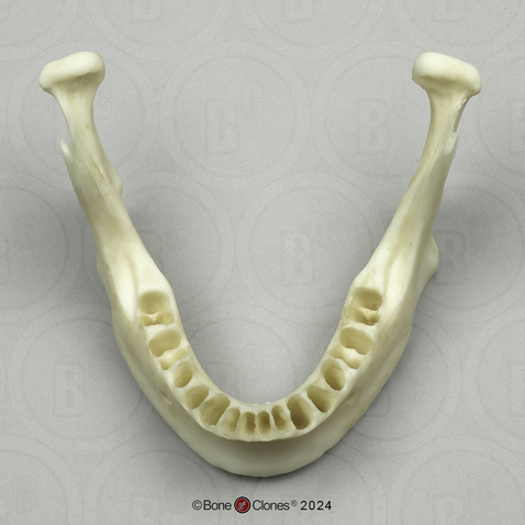 Human Mandible