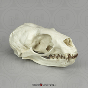 Guadalupe Fur Seal Skull, Female