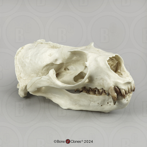 Guadalupe Fur Seal Skull, Male