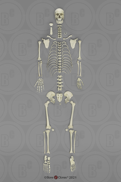 Human Male European Disarticulated Skeleton