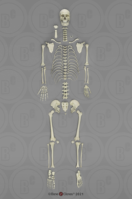 Human Male European Disarticulated Skeleton