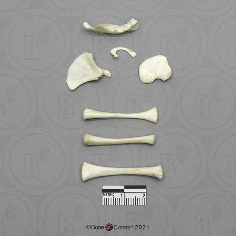 Human Fetal 7 Months Set of 7 Postcranial Bones