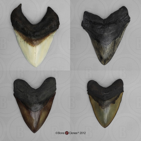 Megalodon Shark Teeth (Replica) Set of 4 Giants