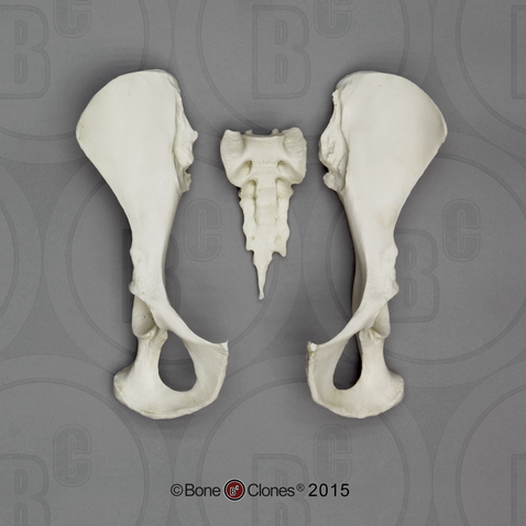 Bonobo Pelvis, Disarticulated