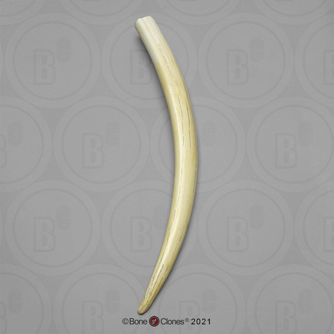 Walrus tusk single