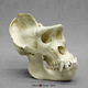 Male Gorilla skull (extra large)