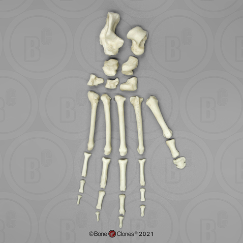 Disarticulated Mandrill Foot