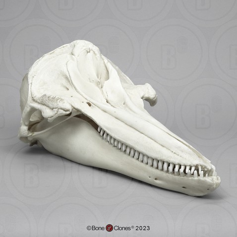 Bottlenose Dolphin Skull