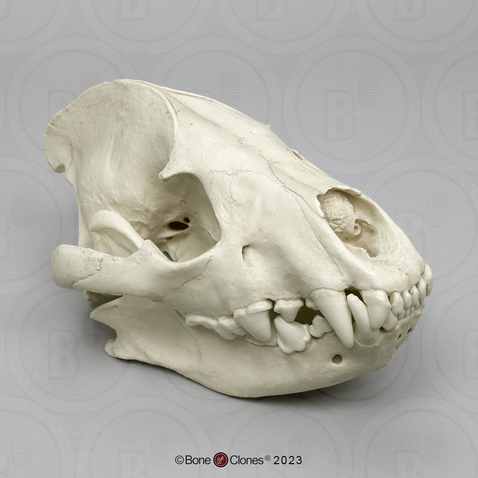 Hyena Skull