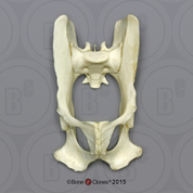 Rhesus Macaque Pelvis, Articulated