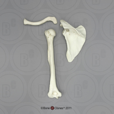 Human Male Asian Humerus, Scapula, Clavicle Set