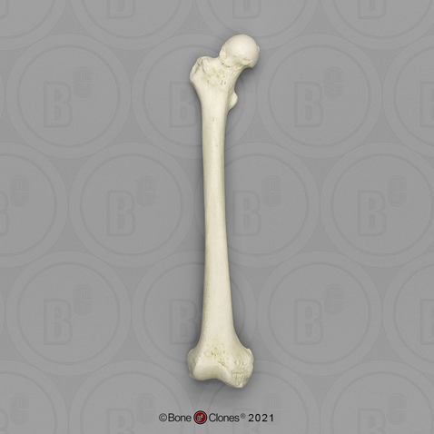 Human Adult Male Femur, European