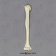 Human Female European Humerus