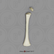 Human Child Humerus (L or R), 14 to 16-month-old