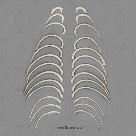 Gorilla Ribs, Set of 26 (left and right)