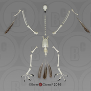 Disarticulated Harpy Eagle Skeleton