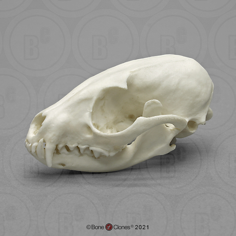 Economy Ringtail Skull