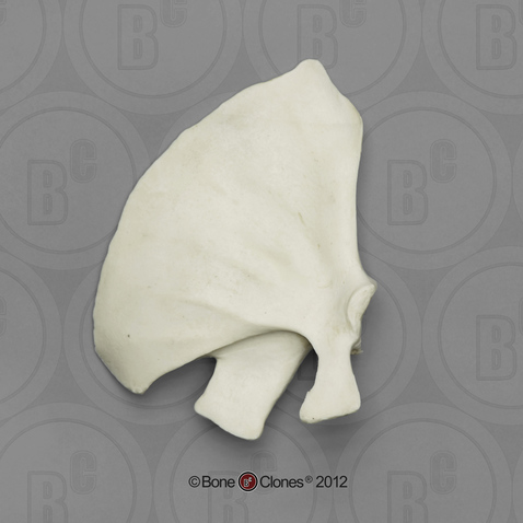 Bottlenose Dolphin Scapula