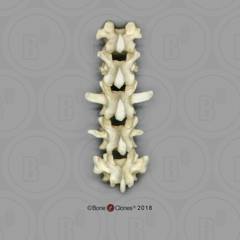 Male Chimpanzee Lumbar Vertebrae, set of 5