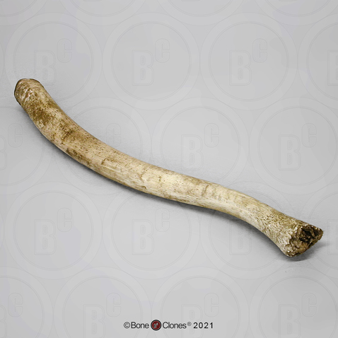 Walrus Baculum, Straight