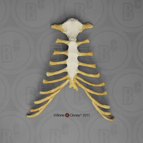 Human Female Asian Thorax Assembly (Sternum and Costal Cartilage)