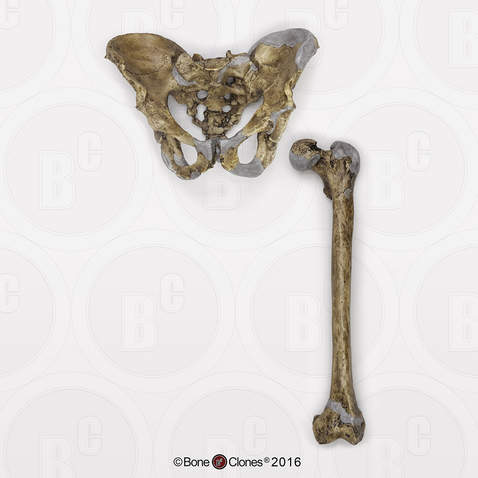 Neanderthal Pelvis Femur Reconstruction