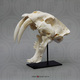 Sabertooth Cat, Smilodon Skull Replica Antique Finish