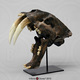 Sabertooth Cat, Smilodon Skull Replica Tarpit Finish