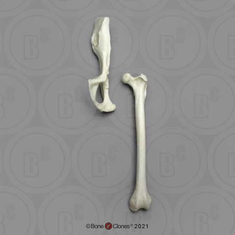 Weeping Capuchin Monkey Innominate & Femur Set