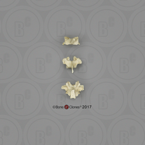 Male Orangutan Vertebrae, set of 3 - Cervical, Thoracic, Lumbar