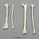 Capuchin Intermembral Set - Humerus, Radius, Femur, and Tibia