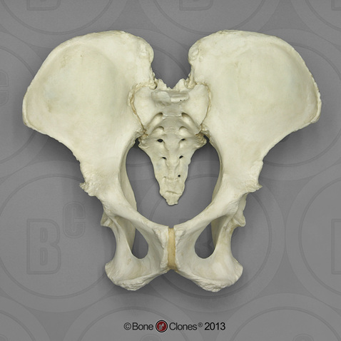 Gorilla Pelvis Assembly