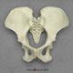 Gorilla Pelvis Assembly