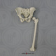 Human Adult Male Pelvis and Femur