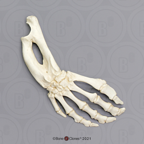 Articulated Manatee Hand, Radius and Ulna