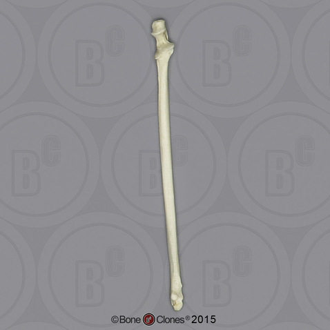 Indri Lemur Ulna