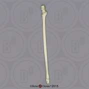 Indri Lemur Ulna