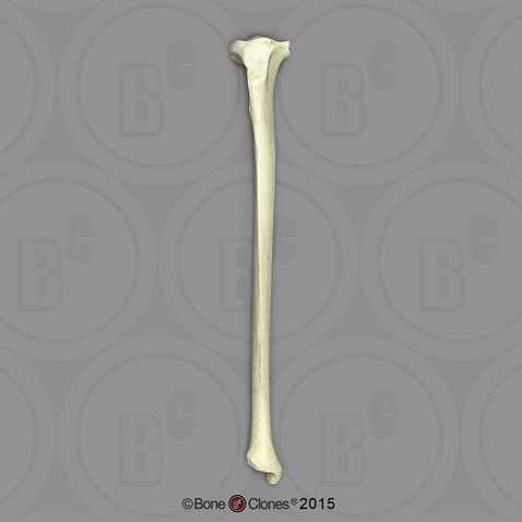 Indri Lemur Tibia