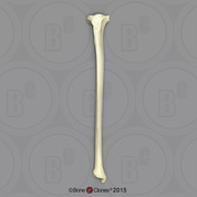 Indri Lemur Tibia