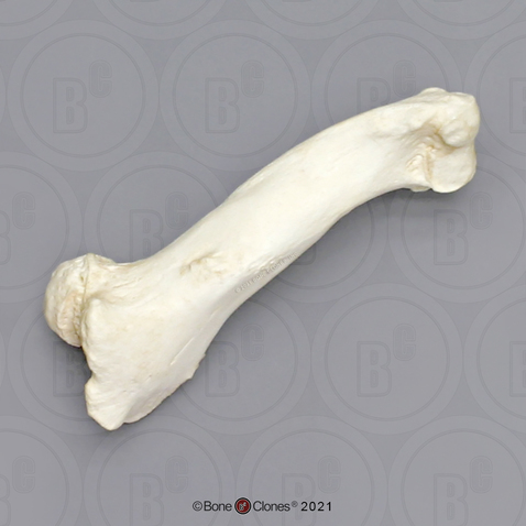 Manatee Humerus