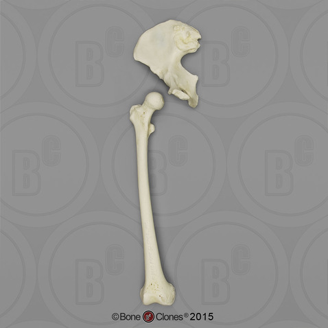 Human Female European Innominate and Femur Set