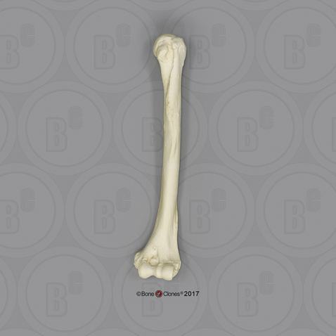 Male Orangutan Humerus