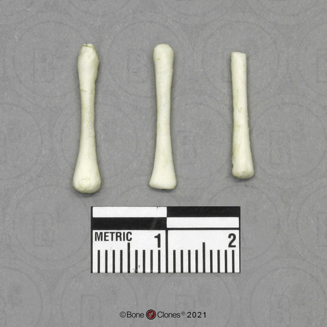 Human Fetal 4 1/2 Months Set of 3 Postcranial Bones